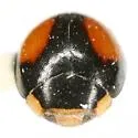 Hyperaspis rivularis - photo 3