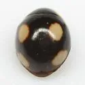 Hyperaspis rotunda