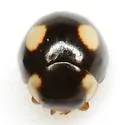 Hyperaspis rotunda - photo 2