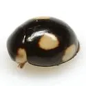 Hyperaspis rotunda - photo 4