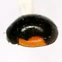 Hyperaspis schaefferi