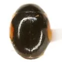 Hyperaspis schaefferi - photo 3