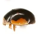 Hyperaspis schaefferi - photo 4
