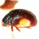 Hyperaspis significans - photo 2