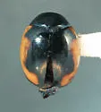 Ribboned Lady Beetle