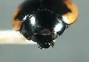 Ribboned Lady Beetle - photo 2