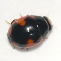Ribboned Lady Beetle - photo 3