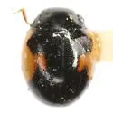 Ribboned Lady Beetle - photo 4