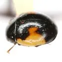 Ribboned Lady Beetle - photo 5