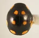 Hyperaspis triangulum