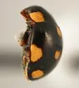 Hyperaspis triangulum - photo 2