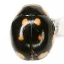 Hyperaspis triangulum - photo 3