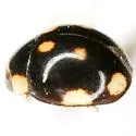 Hyperaspis triangulum - photo 4