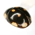 Hyperaspis triangulum - photo 5