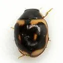Hyperaspis trifurcata