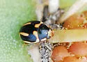 Hyperaspis trifurcata - photo 2