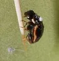 Hyperaspis trifurcata - photo 3