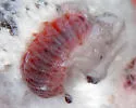 Hyperaspis trifurcata - photo 4
