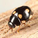 Troglodyte Lady Beetle