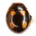 Troglodyte Lady Beetle - photo 2