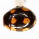 Troglodyte Lady Beetle - photo 3