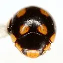 Troglodyte Lady Beetle - photo 4