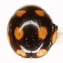Troglodyte Lady Beetle - photo 5