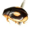 Undulate Lady Beetle