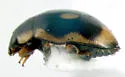 Undulate Lady Beetle - photo 2