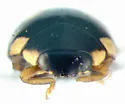 Undulate Lady Beetle - photo 3