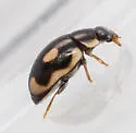 Undulate Lady Beetle - photo 5