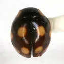 Weise's Lady Beetle