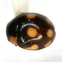 Weise's Lady Beetle - photo 2