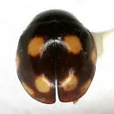 Weise's Lady Beetle - photo 3