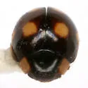 Weise's Lady Beetle - photo 4