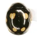 Weise's Lady Beetle - photo 5