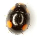 Hyperaspis wickhami