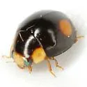 Hyperaspis wickhami - photo 3