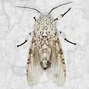 Hypercompe caudata - Hodges#8147 - photo 2