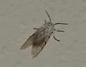 Hypercompe caudata - Hodges#8147 - photo 5