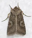 Hyperepia jugifera - Hodges#10576 - photo 2