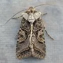 Hyperepia jugifera - Hodges#10576 - photo 4