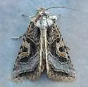 Hyperepia jugifera - Hodges#10576 - photo 5