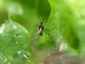 Blackcurrant--Sowthistle Aphid