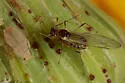 Blackcurrant--Sowthistle Aphid - photo 2