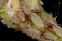 Blackcurrant--Sowthistle Aphid - photo 3