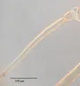 Blackcurrant--Sowthistle Aphid - photo 5