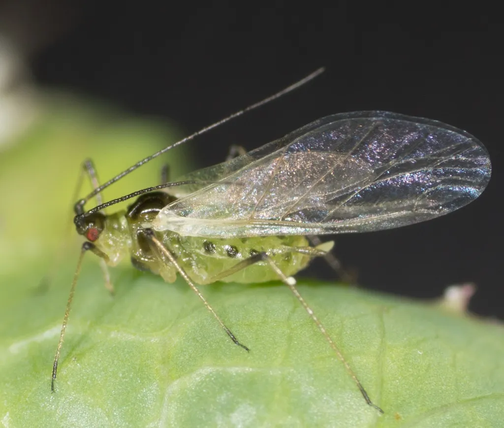 Hyperomyzus pallidus - photo 2