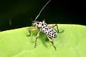 Hyperplatys aspersa - Hyperplatys aspersa