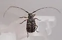 Hyperplatys aspersa - photo 3